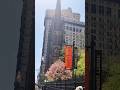 Spring Bloom in New York 🌷🌼#youtubeshorts #shorts #newyork #new