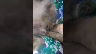 Кот черепахового окраса. Редкий окрас для котов Кот черепахового окраса. Редкий окрас для котов
