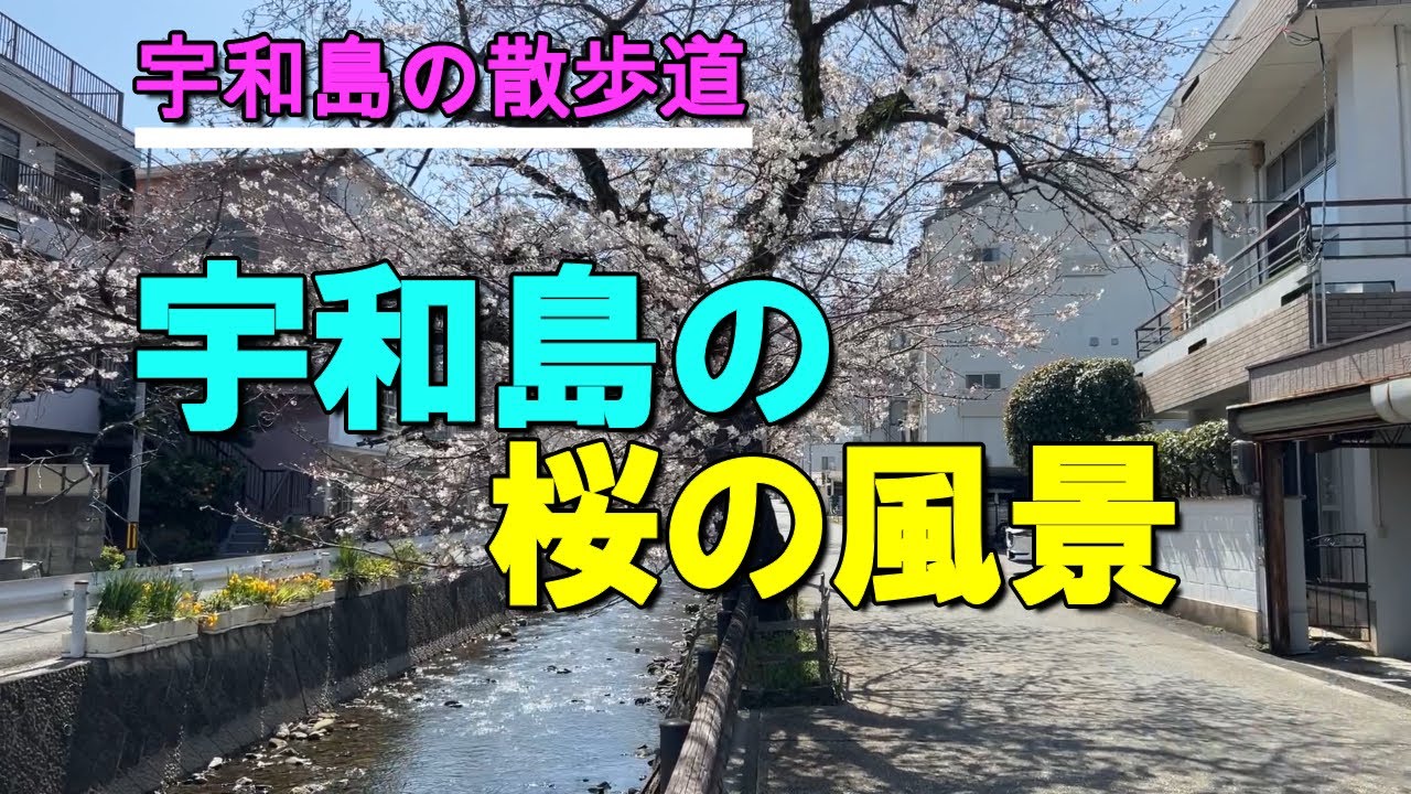 宇和島の桜の風景【宇和島の散歩道】