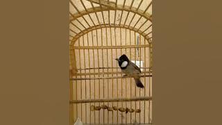 اقوى تغريد انثى بلبل يستخدم لتحفيز الذكور