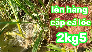 nhấp cá lóc bằng vịt lụm cặp cá khủng 2kg5...(Quan Gò Công)...