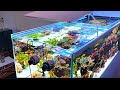 MONEY WITH YOUR CORALS - Can an aquarium finance itself?