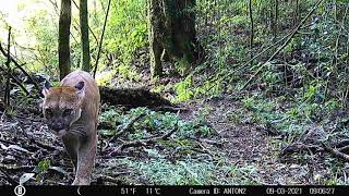 Mountain Lion at Mount Totumas Cloud Forest