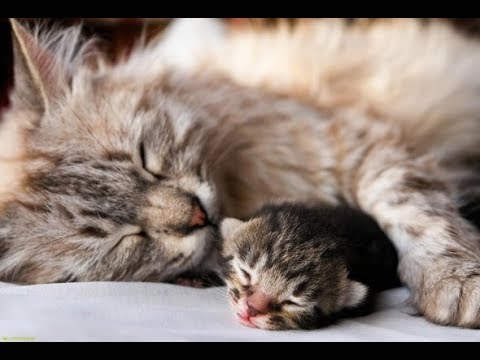 Видео: Интересные факты: кошки и их сон