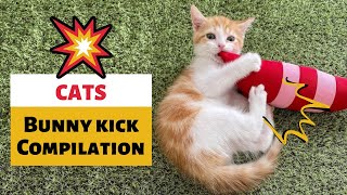 Cat Bunny Kick Compilation  Kick! Kick! Kick!
