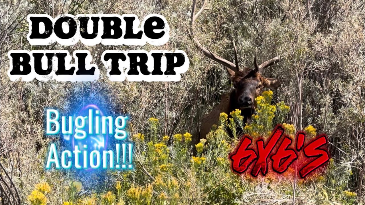 DIY Bow Hunting Elk In Colorado A Two Bull Trip With Lots Of Bugling diy-bow-hunting-elk-in-colorado-a-two-bull-trip-with-lots-of-bugling