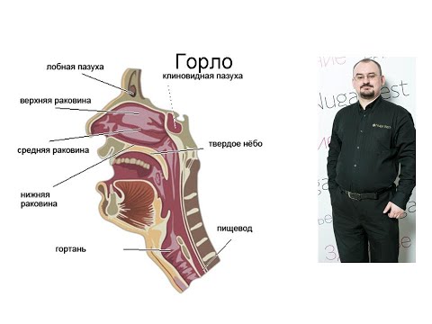 Горло и лимфатическая система: их строение, предназначение и болезни.