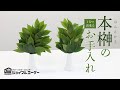 1分で出来る 本榊のお手入れ｜ジョイフルエーケー