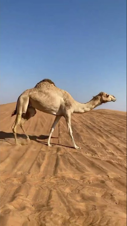 Camel | Unta | Gurun Pasir | Sahara