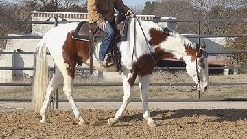 Too Blue Master Zipbar - super smooth slow jog, lope, stops! - ValleyViewRanch.net