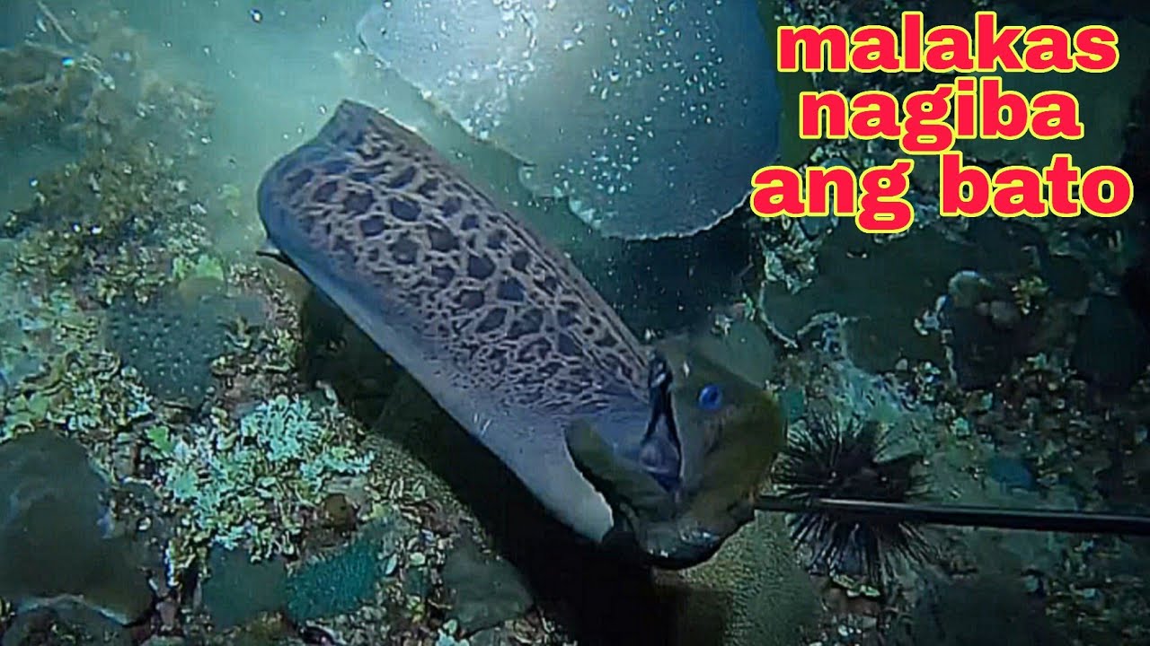 ep616 Dive2 ahas dagat giba ang bato sa subrang lakas 