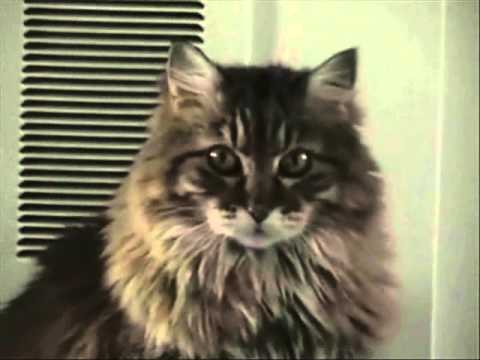 Video tribute to Puddin   the feline love of my life