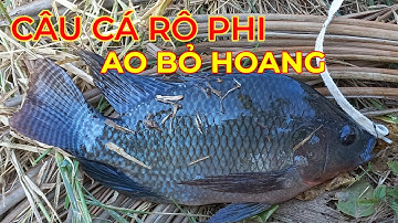 Câu cá rô phi ao bỏ hoang lâu năm và cái kết