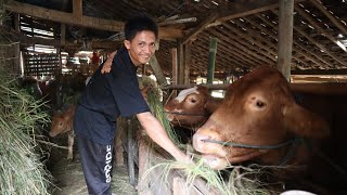 Berawal dari 3 ekor Sapi sekarang menjadi 7 ekor di Kandang Mas Kukuh Magetan