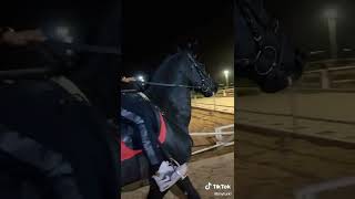 حصان فريزين مربط الرحمانيه - خيل