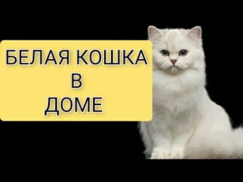 ПРИМЕТЫ/ БЕЛАЯ КОШКА/Эзотерика/#приметы