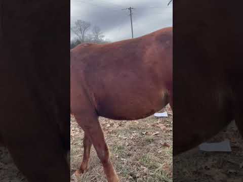 Videó: Vemhes lehet egy herélt ló egy kancát?
