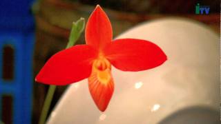 Da domani Orchidee in mostra, al Chiostro di Voltorre (VA)