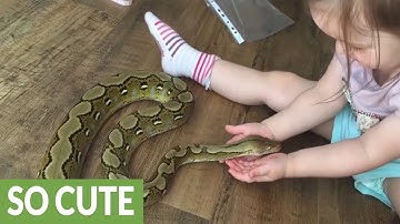 2-year-old plays with 6 foot long pet python