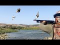 Chasse pigeon biset  tourterelles des bois saison 2022  dove hunting