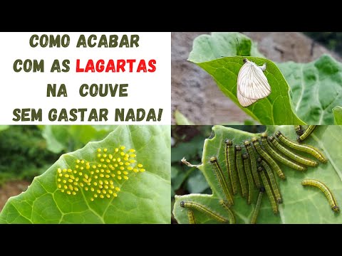 Vídeo: Pragas comuns da couve-flor - O que fazer com os insetos nas plantas de couve-flor