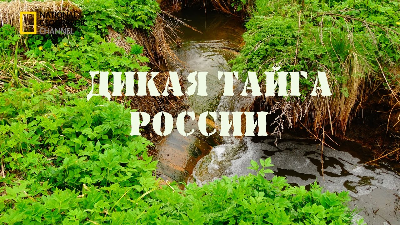 тайга россии. картинки онлайн тайга россии. картинки