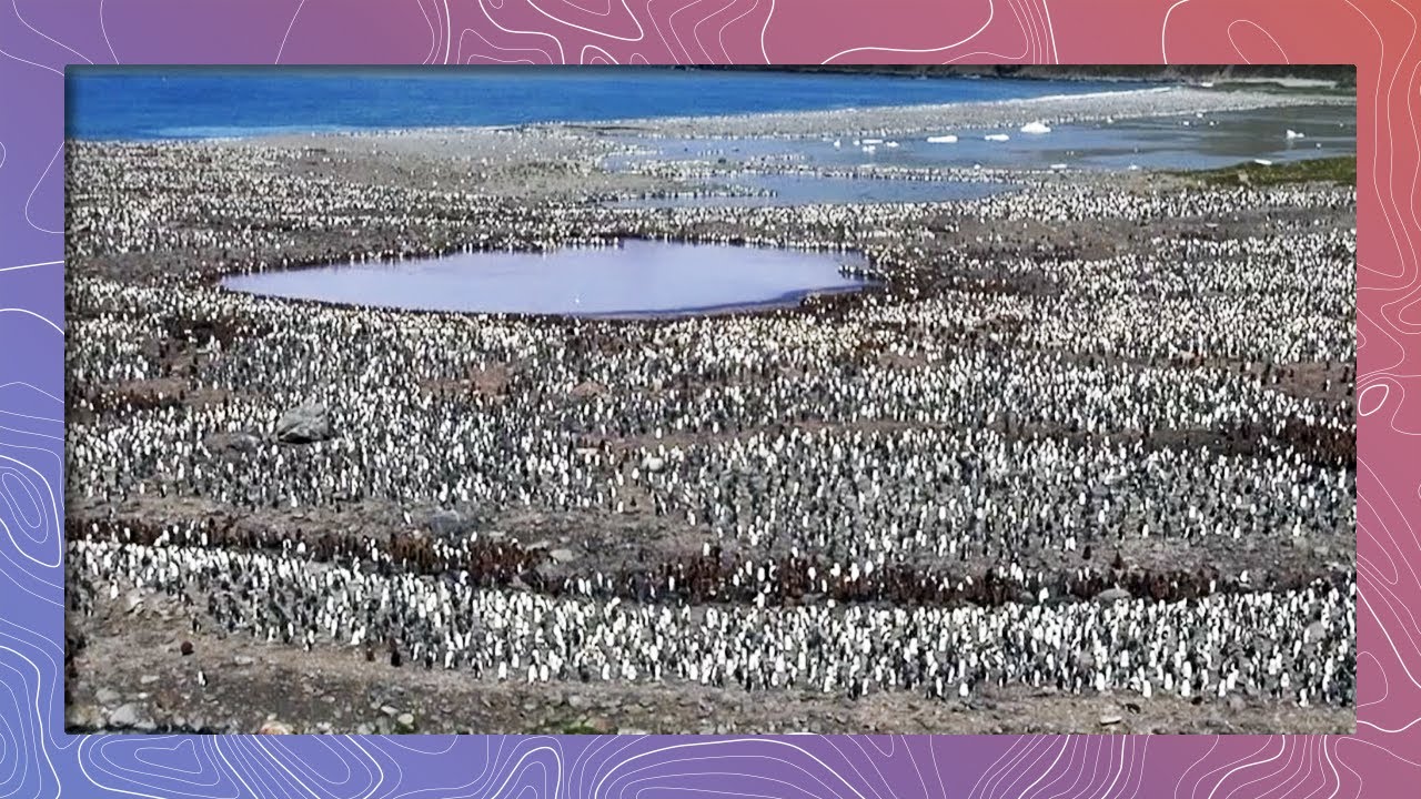 save the world King Penguins - Thousands Gather on South Georgia