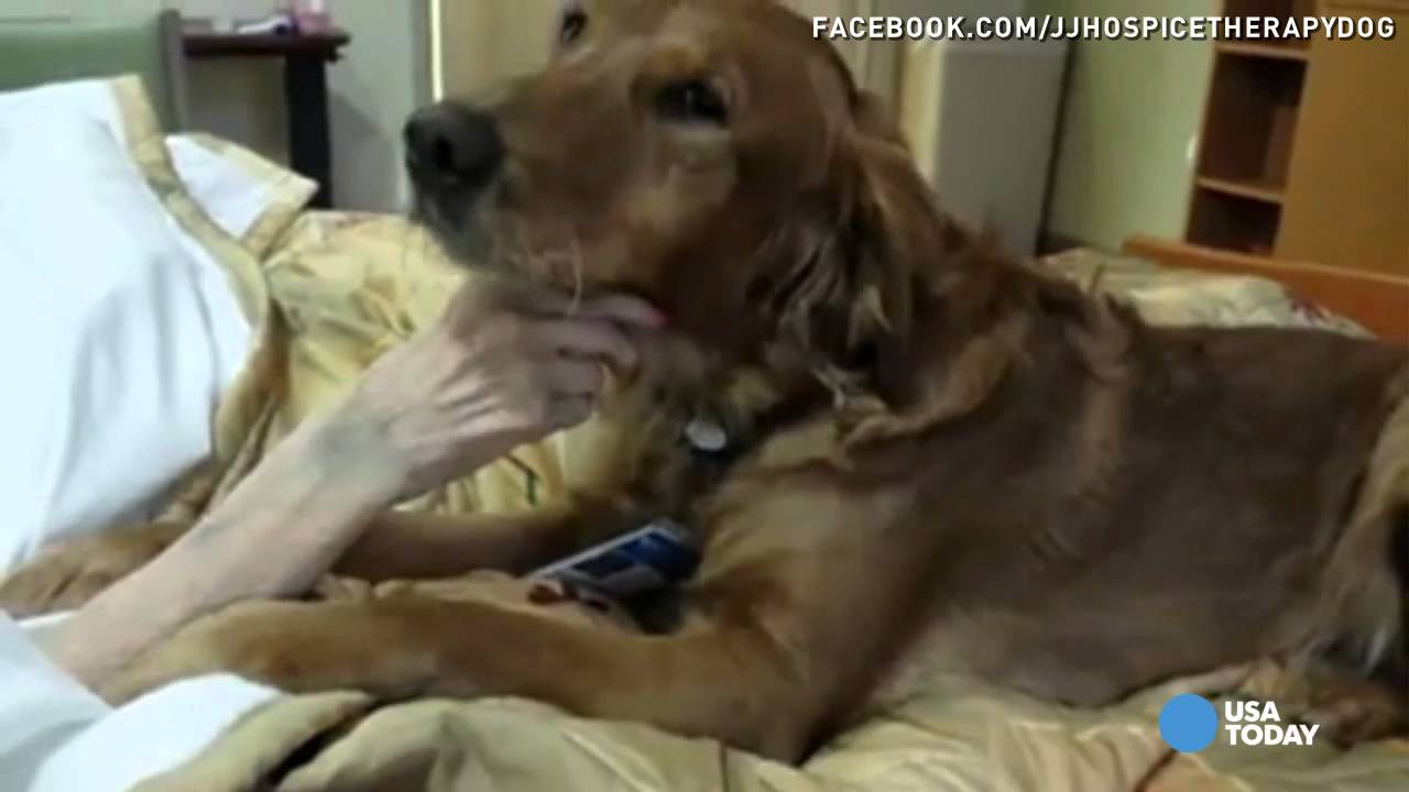 How to Comfort a Dying Dog forecasting How to Comfort a Dying Dog advise
