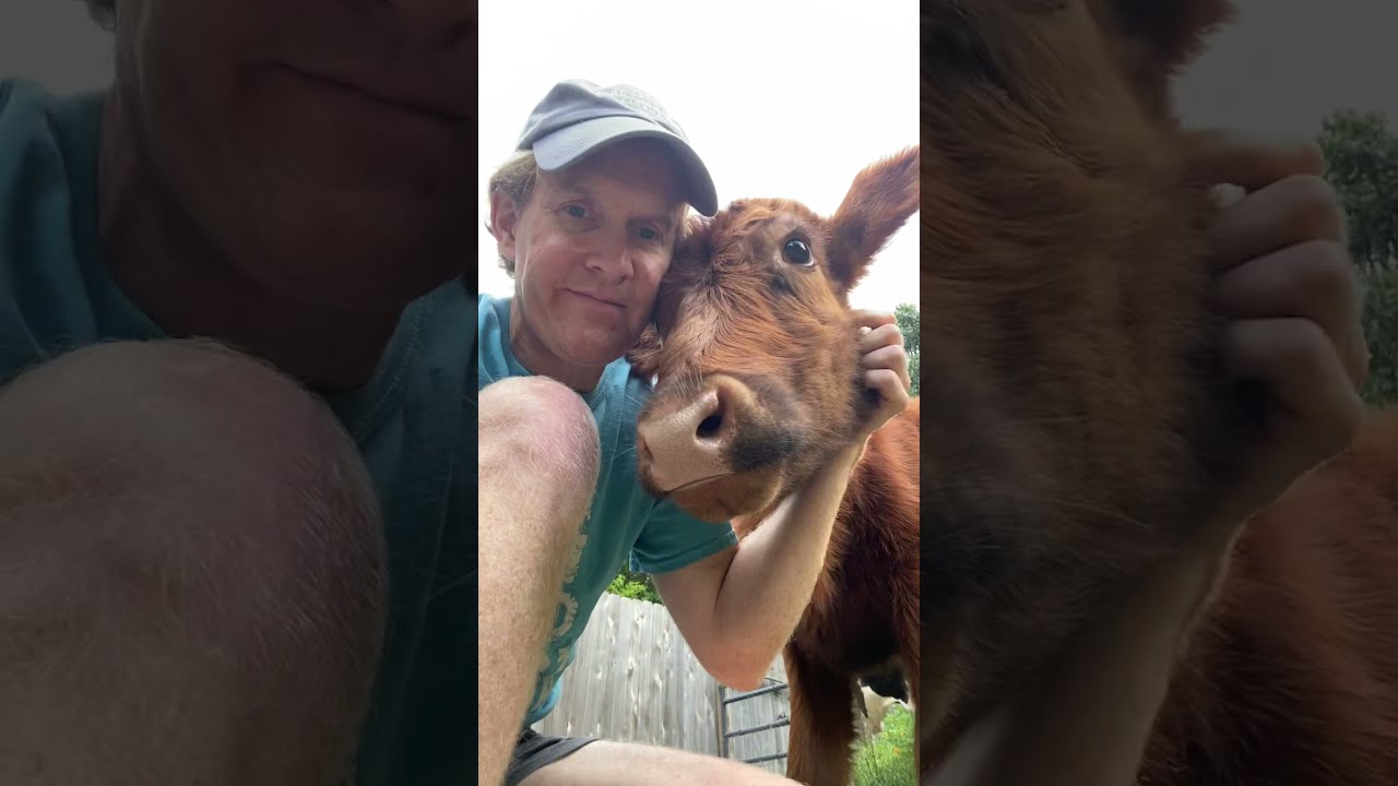 Cow Hugs