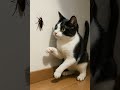 Can a Cat Catch a Cockroach? 🐱