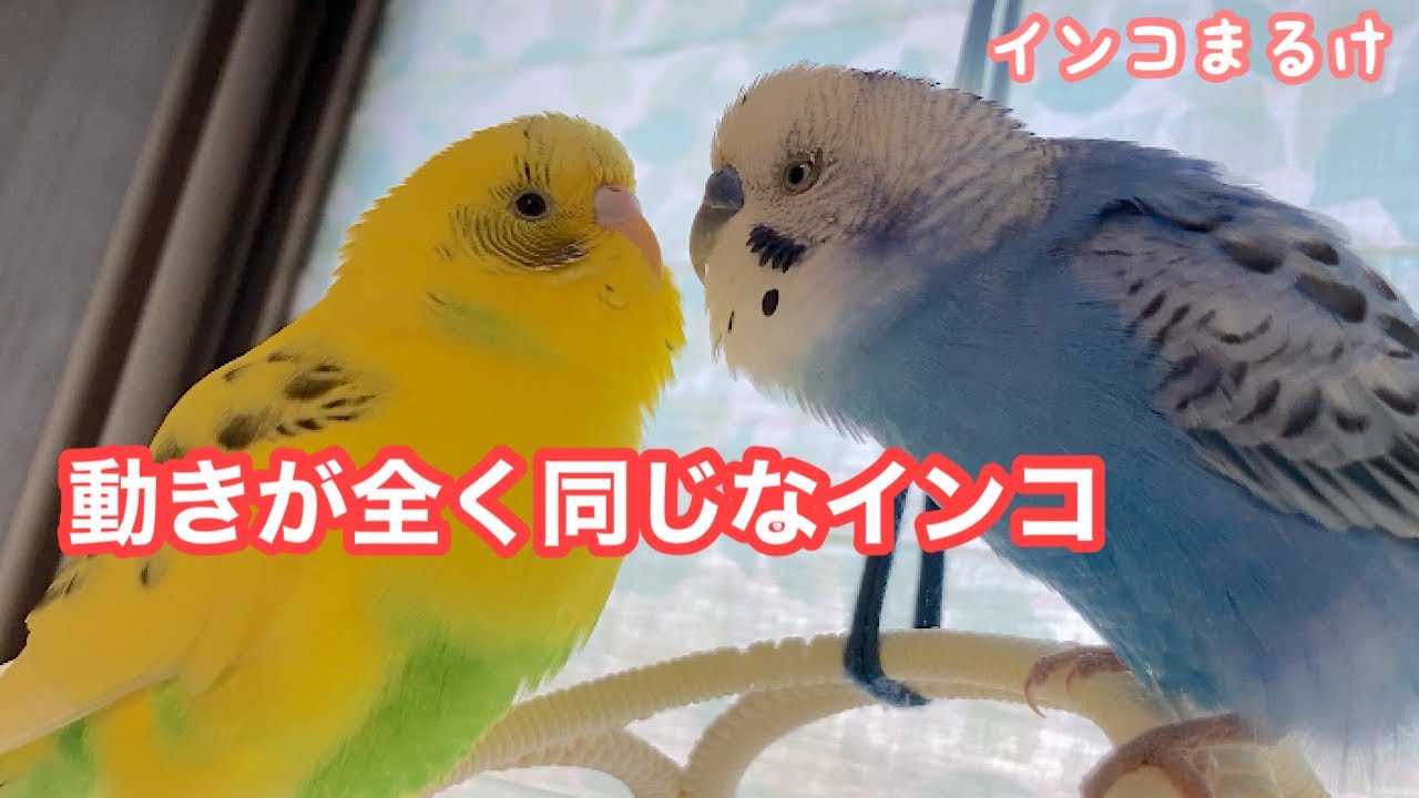 ぽぴの再診で学んだ 8つのこと インコのフォージングについて インコまるけ Note ぽぴの再診で学んだ 8つのこと インコのフォージングについて インコまるけ Note