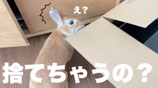 プレイステーション3片付けてたら物欲しそうにやって来たうさぎさん　#1012
