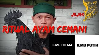 ILMU HITAM DAN ILMU PUTIH DALAM RITUAL AYAM CEMANI#alhikmah #dukunsantet #fakta #mitos #sihir