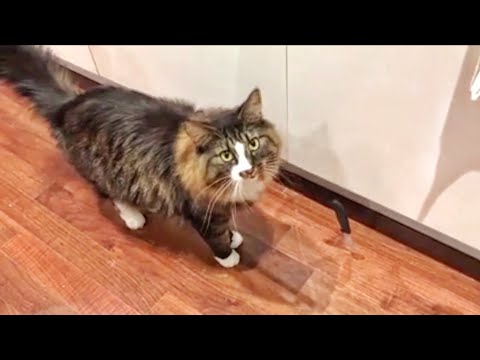 CAT GETS SCARED EASILY