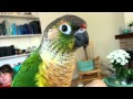 Navi the Yellow Sided Green Cheeked Conure dancing