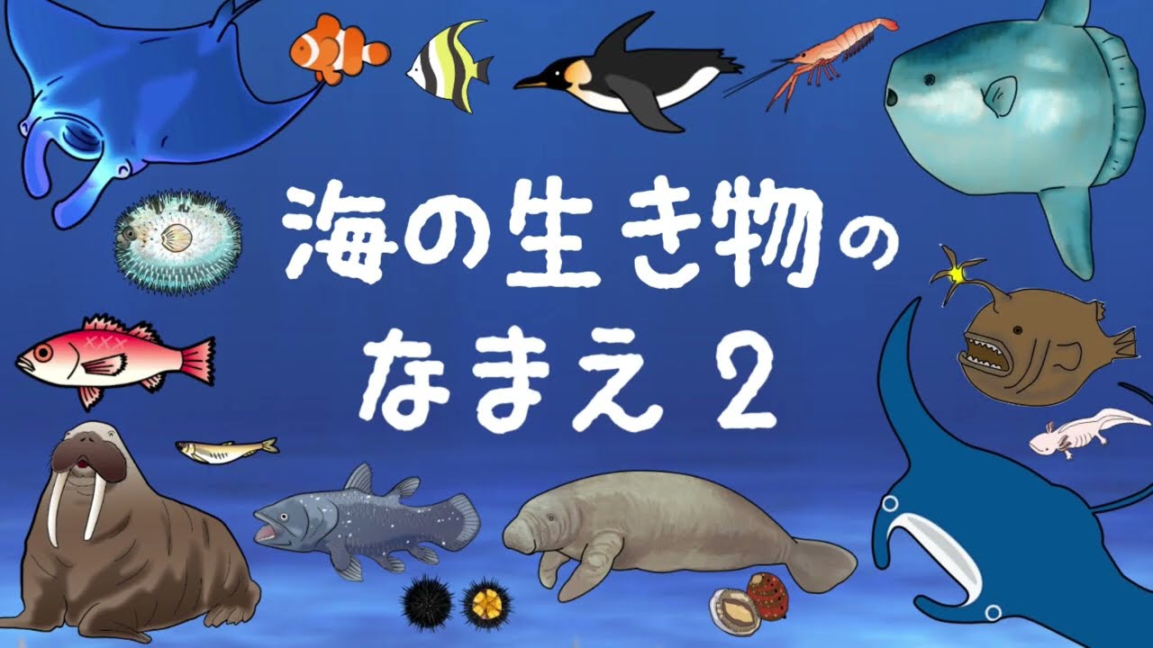 海の生き物の名前】➁知育フラッシュカード さかなの名前ずかん 20種