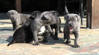 Die Cane Corso Welpen von Sara und Djengis mit 4 Wochen 001