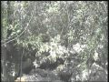 Lares Castaner. Los caminantes de castaner Caminata desde Lares hasta Mirasol 3
