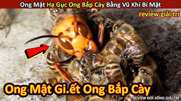 Cuộc Chiến Giữa Ong Bắp Cày Khổng Lồ Vs. Ong Mật Và Cái Kết Bất Ngờ || Review Giải Trí Đời Sống
