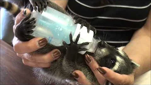 Baby Raccoons Being Rehabilitated