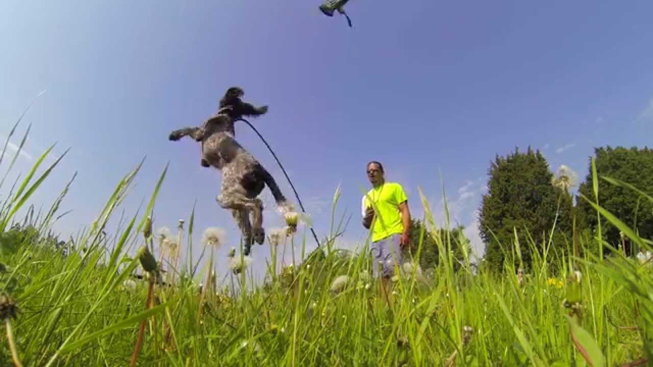 Hundträning på Långtora med Münstersystrarnas Kennel