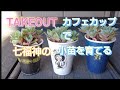 No24 多肉植物【お手入れ】ＴＡＫＥＯＵＴのカフェカップ《紙コップ》で小苗を育てる