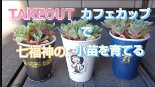 No24 多肉植物【お手入れ】ＴＡＫＥＯＵＴのカフェカップ《紙コップ》で小苗を育てる