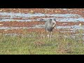 Garça-azul (Egretta caerulea).