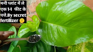 take big leaf from money plant by secret fertilizer how to grow and care money plant