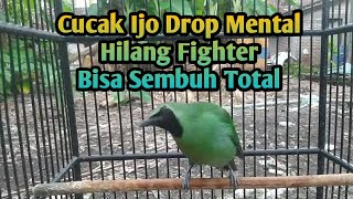 Merawat cucak ijo drop mental langsung sembuh