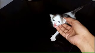 A Very Hungry Kitten !!!!