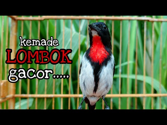 KEMADE LOMBOK GACOR | CABAI LOMBOK GACOR | KEMADE GACOR | CITBANG GACOR class=