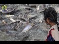 Feeding Fish Frenzy In Thailand