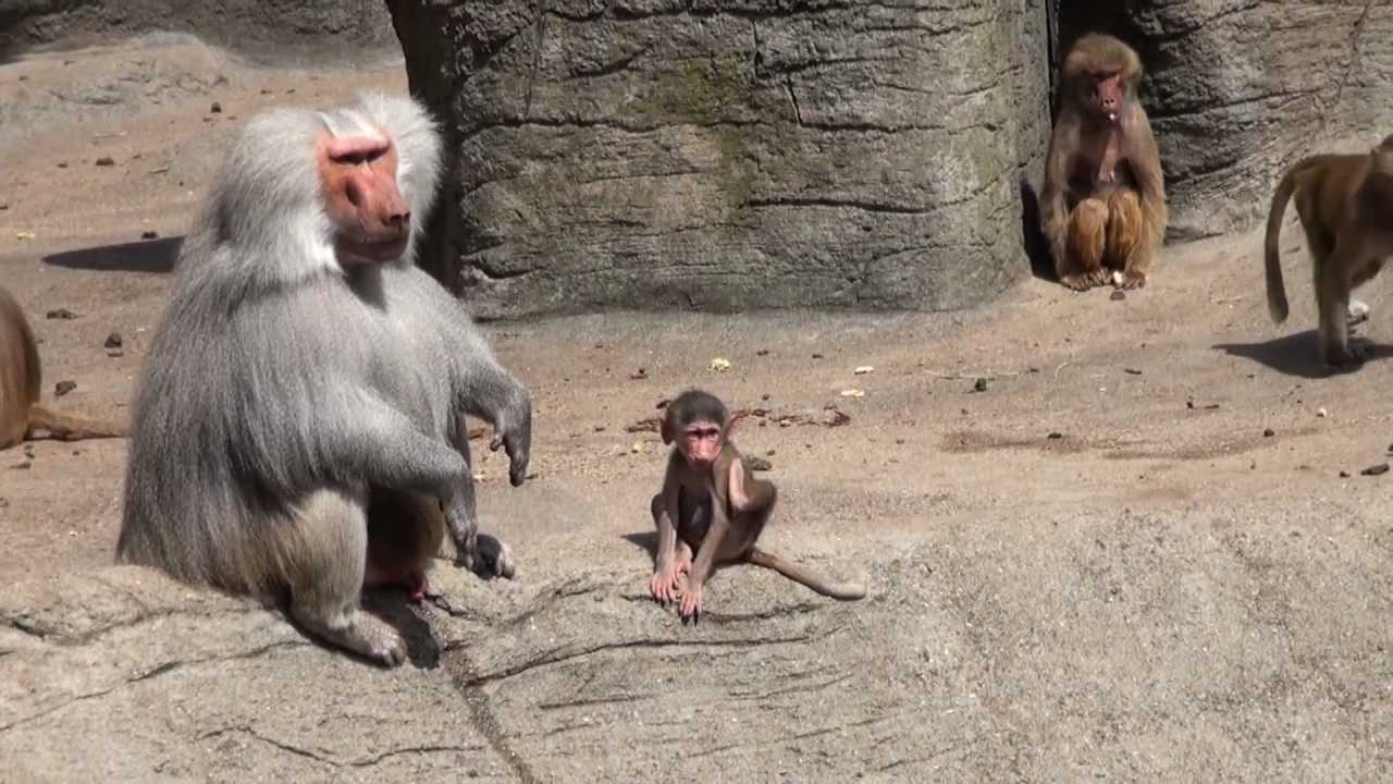 Mantelpaviane Hagenbeck Hamburg 2011